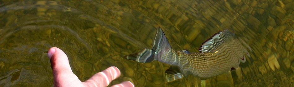 peche a la mouche